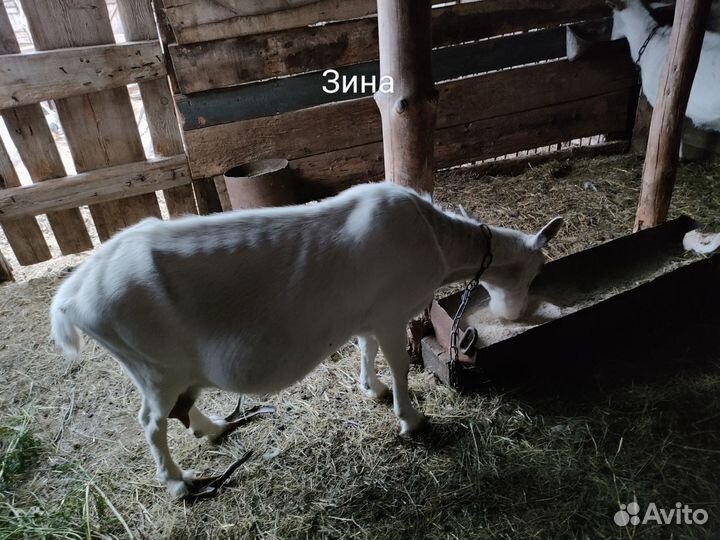 Продаются козы