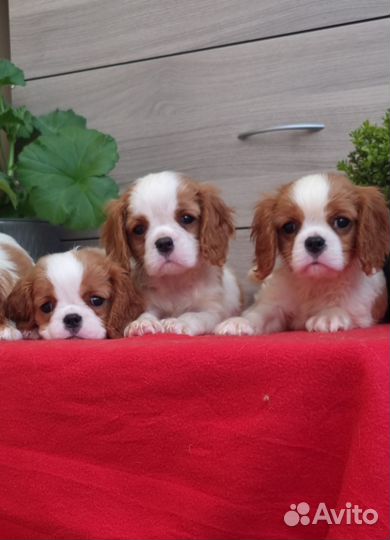 Шикардосики РКФ