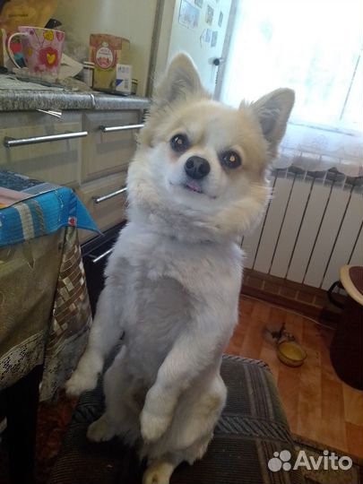 Вязка собак