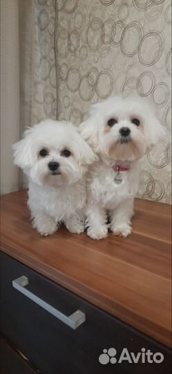 Вязка мальтийской болонки(мальтезе)