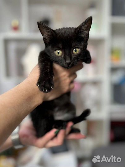 Котёнок девочка