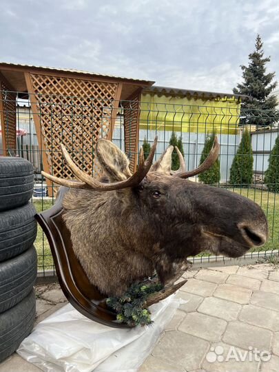 Чучело головы лося