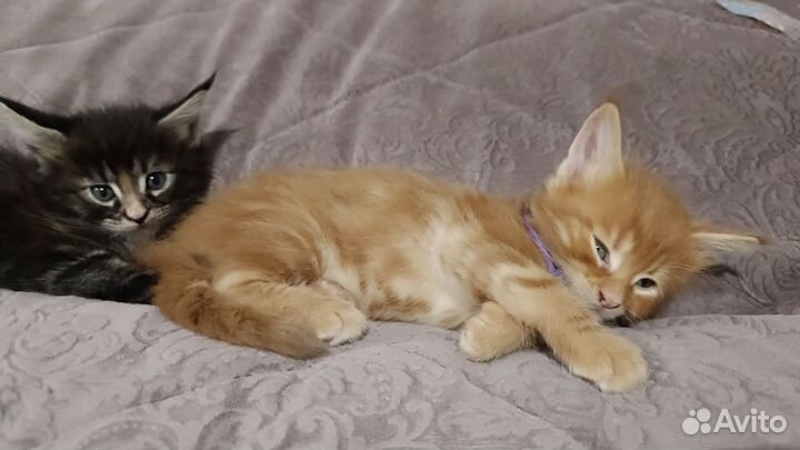 Котята мейн-кун