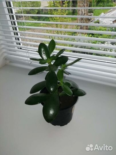 Крассула - толстянка