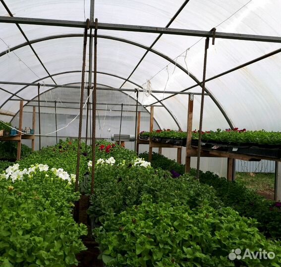 Продам рассаду овощных и цветочных культур