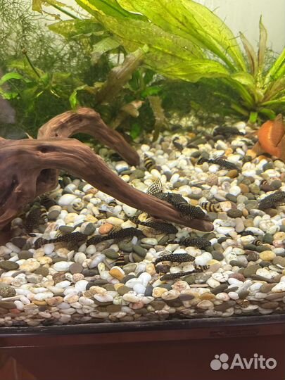 Сомики-анцистры Молодые