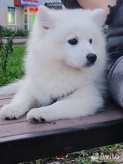 Японский шпиц