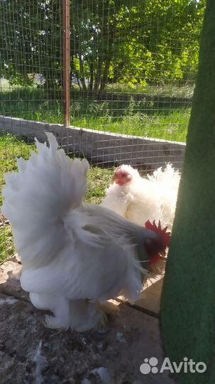 Куры карликовый кохинхин