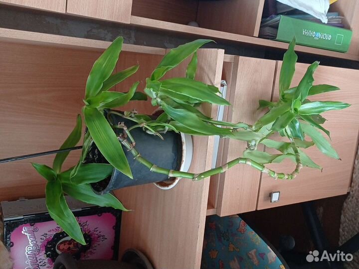 Кордилина Золотой ус