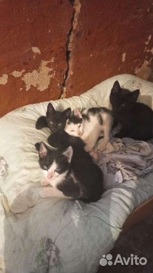Котята в добрые руки