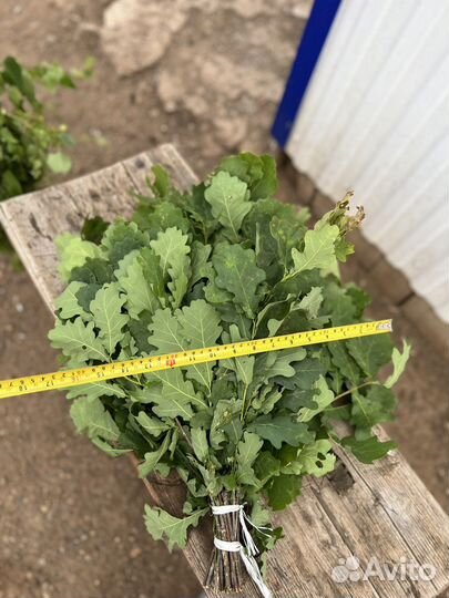 Дубовые веники для бани