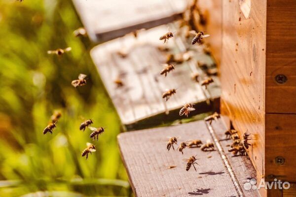 Продам Пчелосемьи