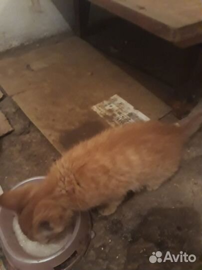 Отдам котят