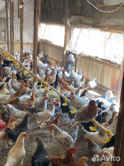 Цыплята молодки несушки серебристый