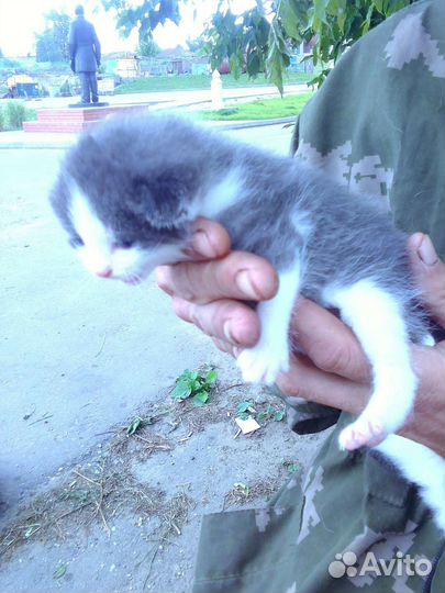 Два котенка в добрые руки,пока живут с кошкой