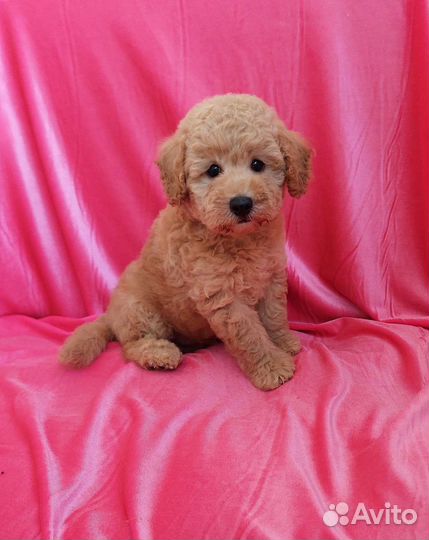 Той-пудель мальчик