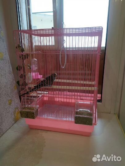 Попугай с клеткой