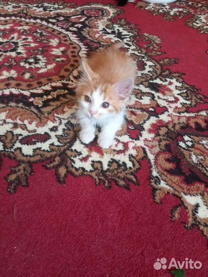 Рыжий котенок мальчик