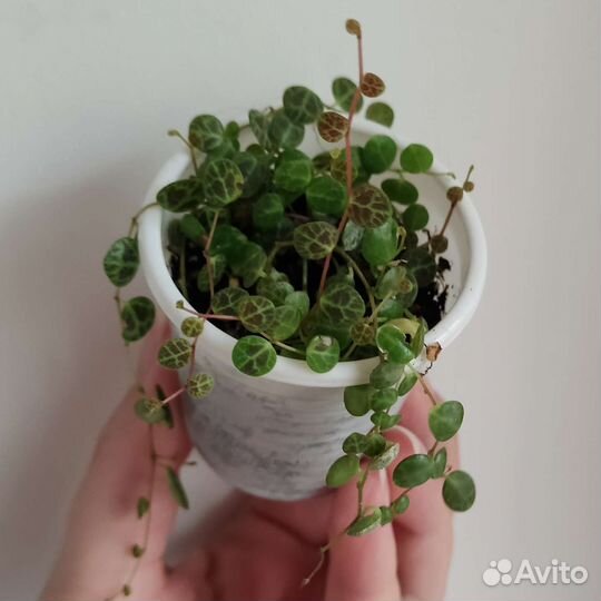 Пеперомия прострата