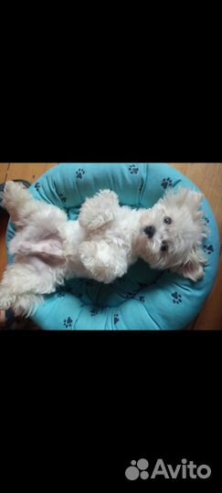 Мальтезе вязка