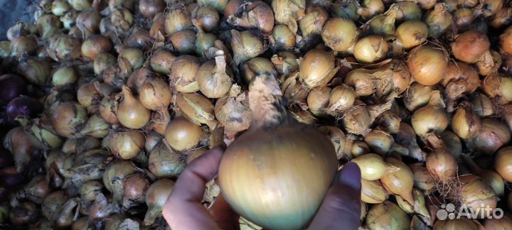 Лук репчатый