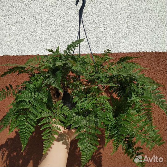 Папоротник даваллия