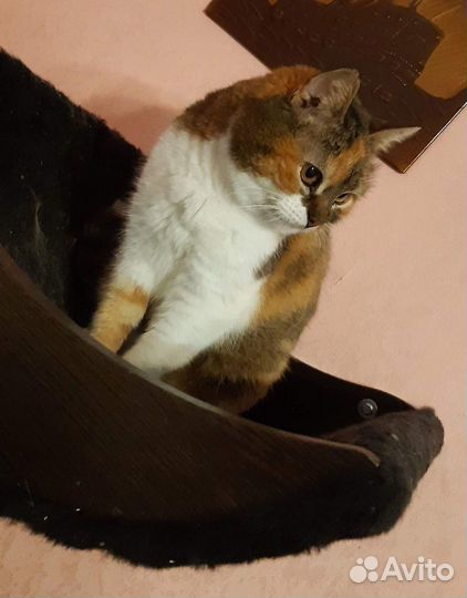 Кошечка Даша ждёт свою семью