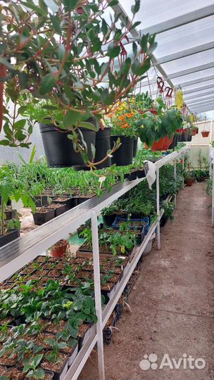 Растения оптом