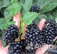 Ежевика киова