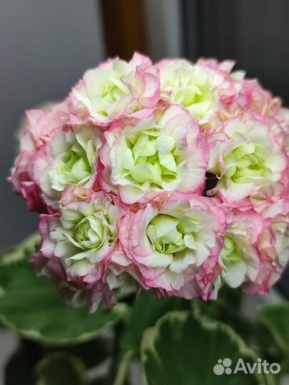 Пеларгония Uaito Ringu