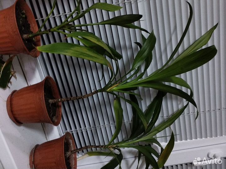 Пальма юкка