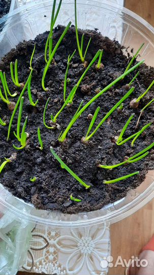 Зефирантес луковки с росточками