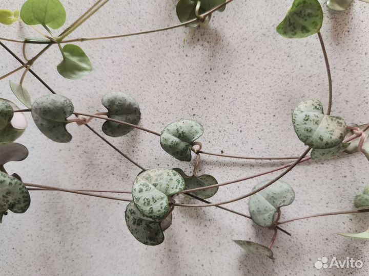 Циропегия Вуди