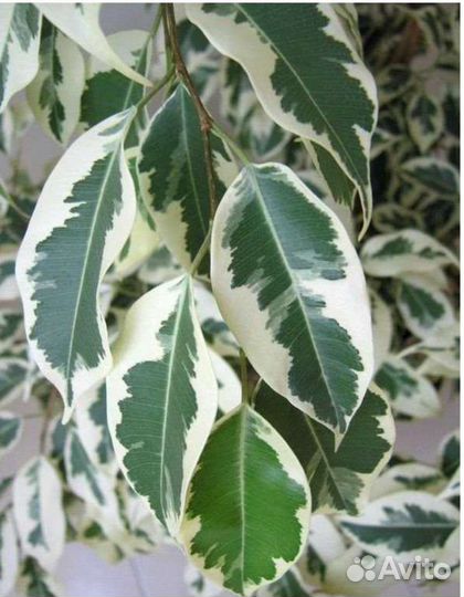 Фикус Бенджамина пестролистный Де Гантель