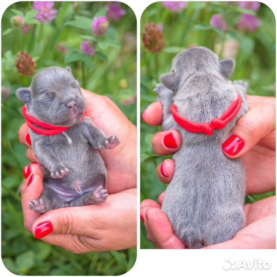 Французский бульдог щенки голубой и мерле