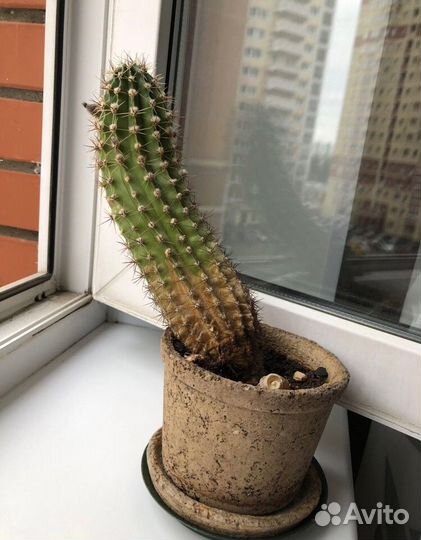 Кактусы и суккуленты