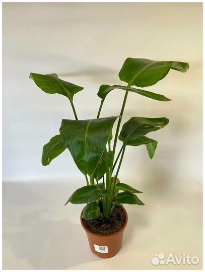 Стрелиция николая 35 см