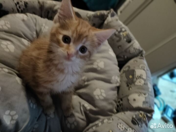 Котята мейн-кун