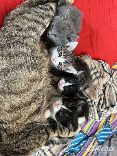 Котята в добрые руки