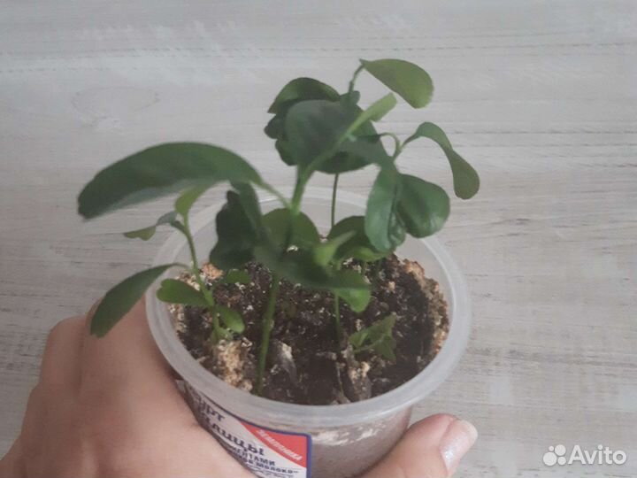 Маракуйя и микс цитрусовых