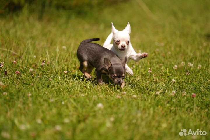 Щенки чихуахуа