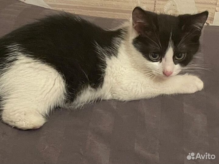 Котенок без лапки
