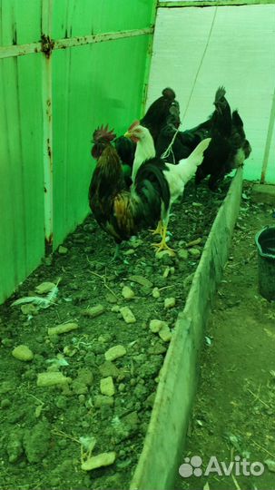 Молодые петухи