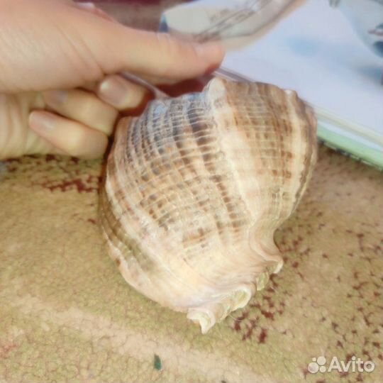 Ракушка большая