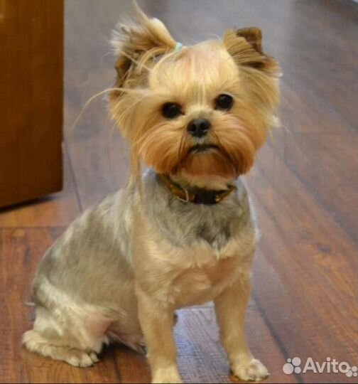 Йоркширский терьер