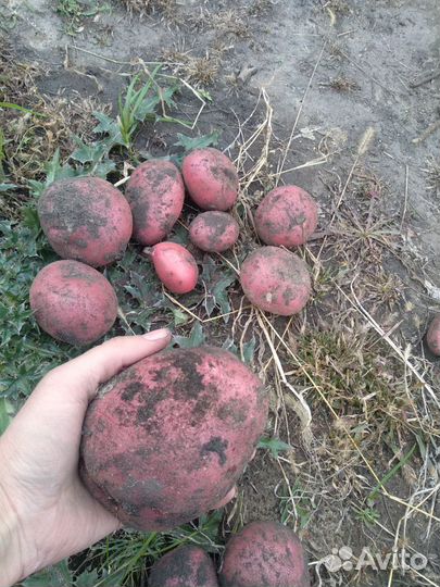 Семенной картофель сорт Балтик Роуз