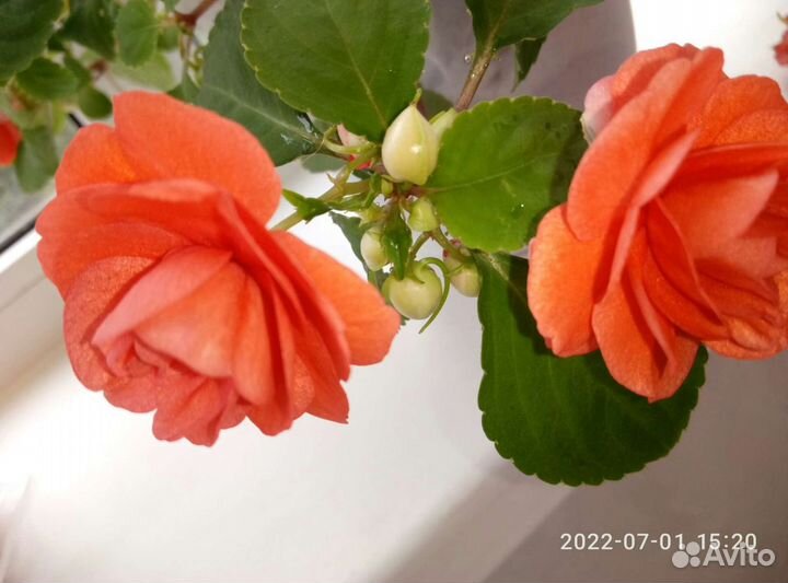 Бальзамин ванька мокрый