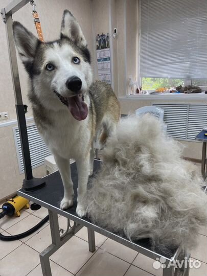 Экспресс линька