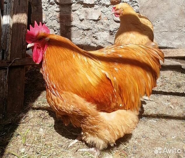 Орпингтон палевый,подростки