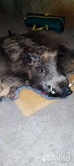 Чучело самца кабана